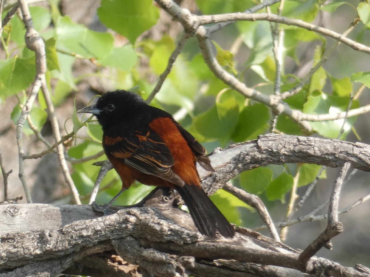 Orchard Oriole - Gabriel Wiltse