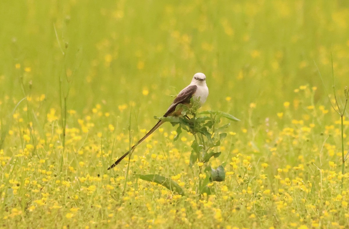 Scissor-tailed Flycatcher - ML576175111