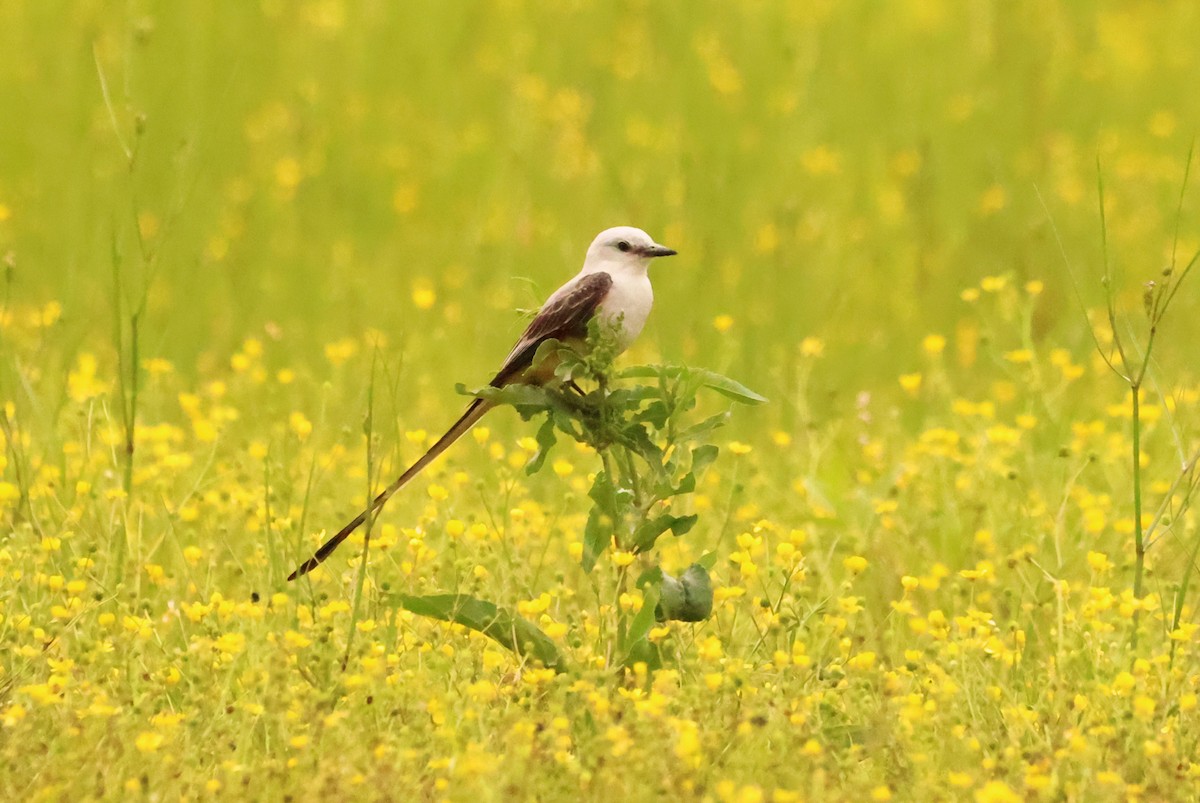 Scissor-tailed Flycatcher - ML576175121