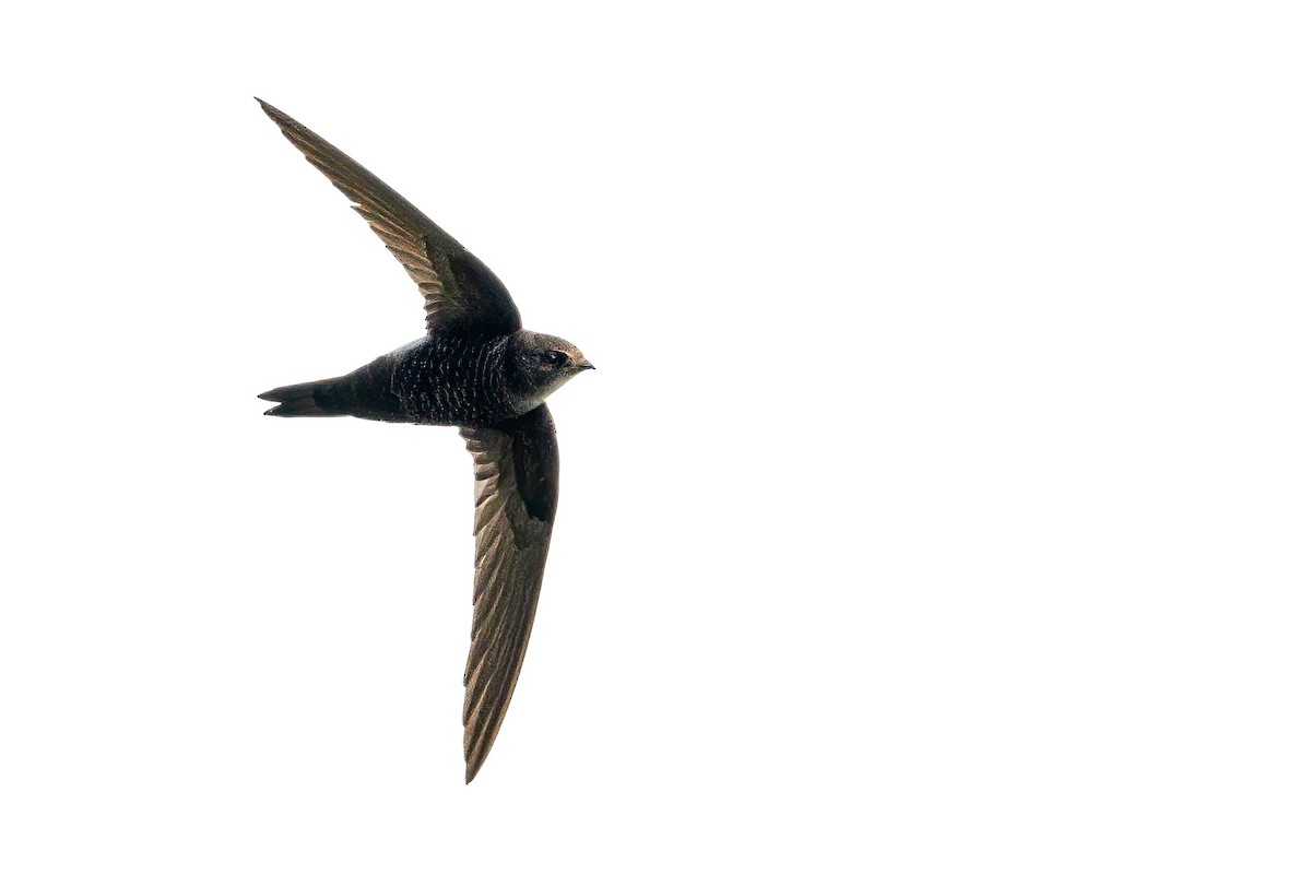 Blyth's Swift - ML576175281