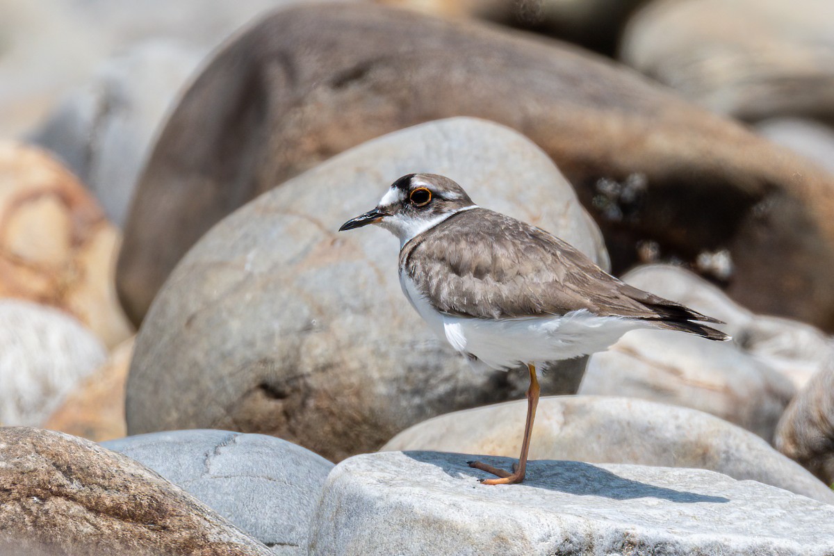 Long-billed Plover - Balaji P B