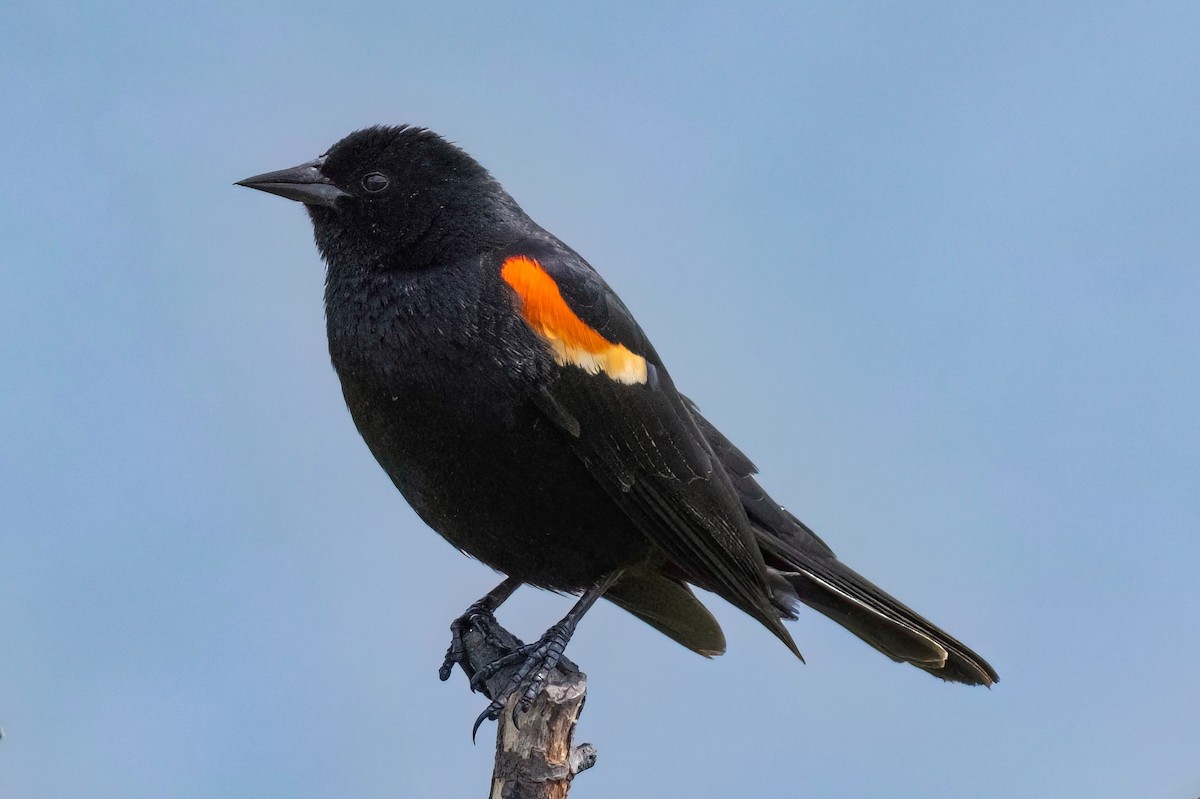 Red-winged Blackbird - ML576176481