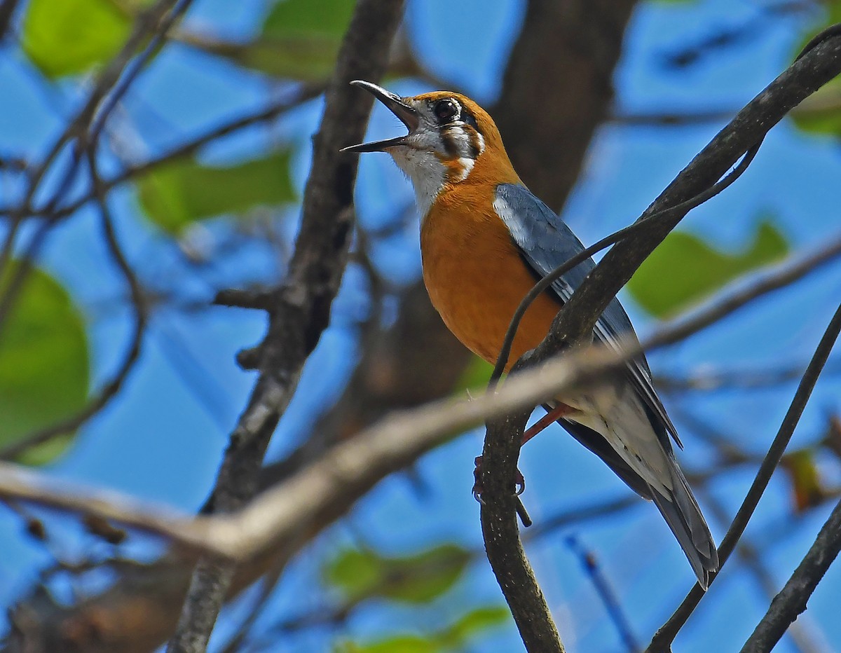 Orange-headed Thrush - Sudipto Shome