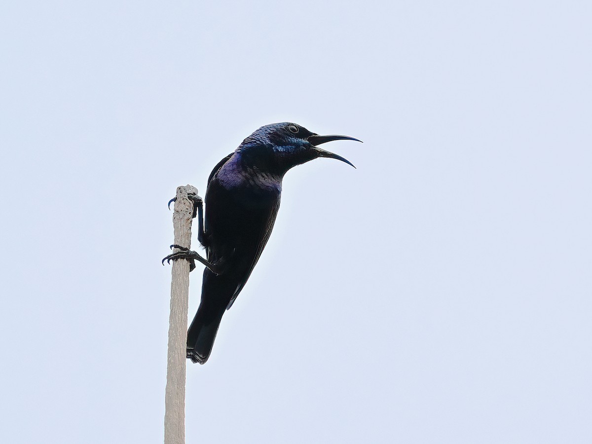 Purple Sunbird - peng su
