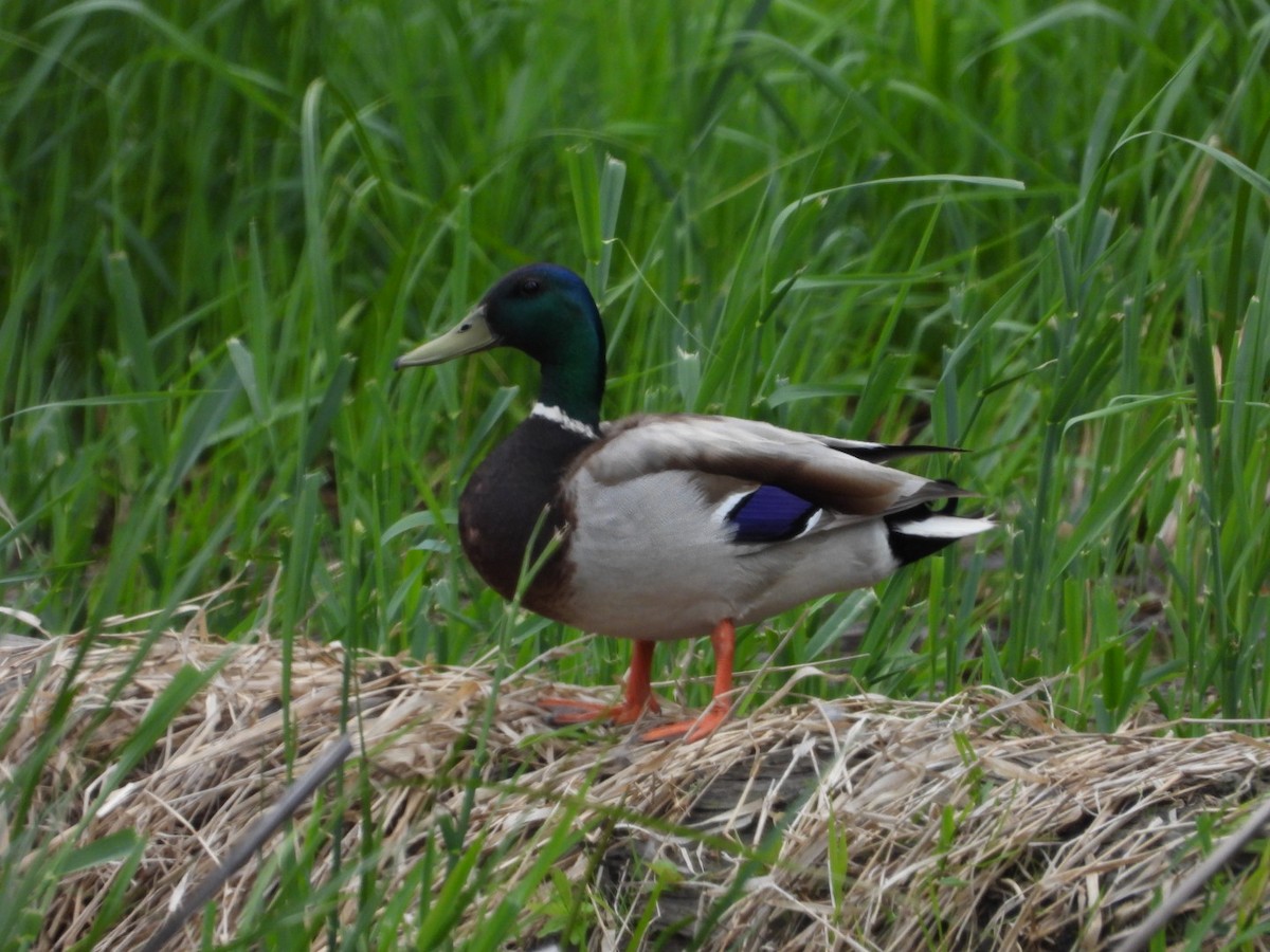 Mallard - Marcea Marine