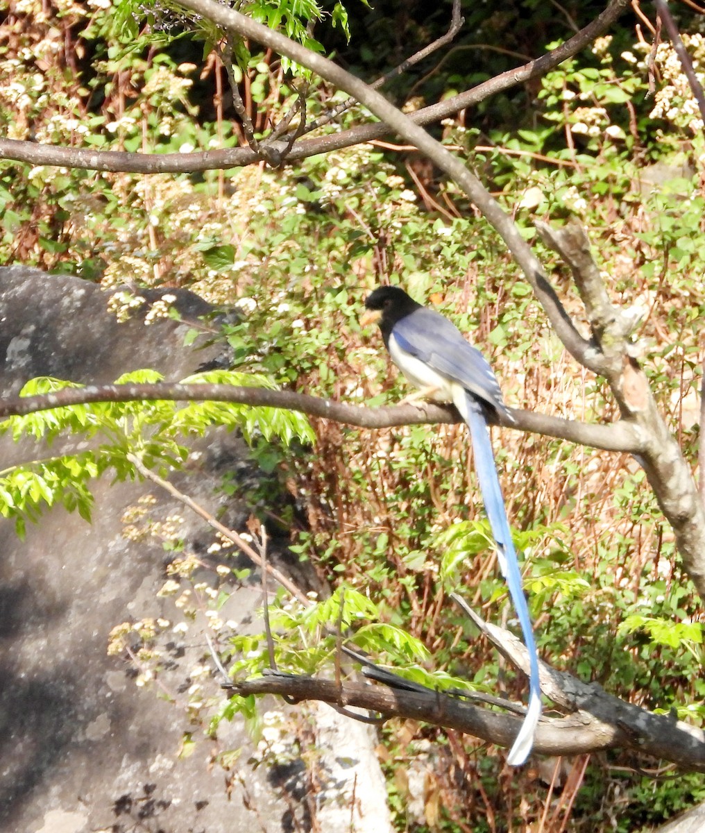 Yellow-billed Blue-Magpie - ML576178901