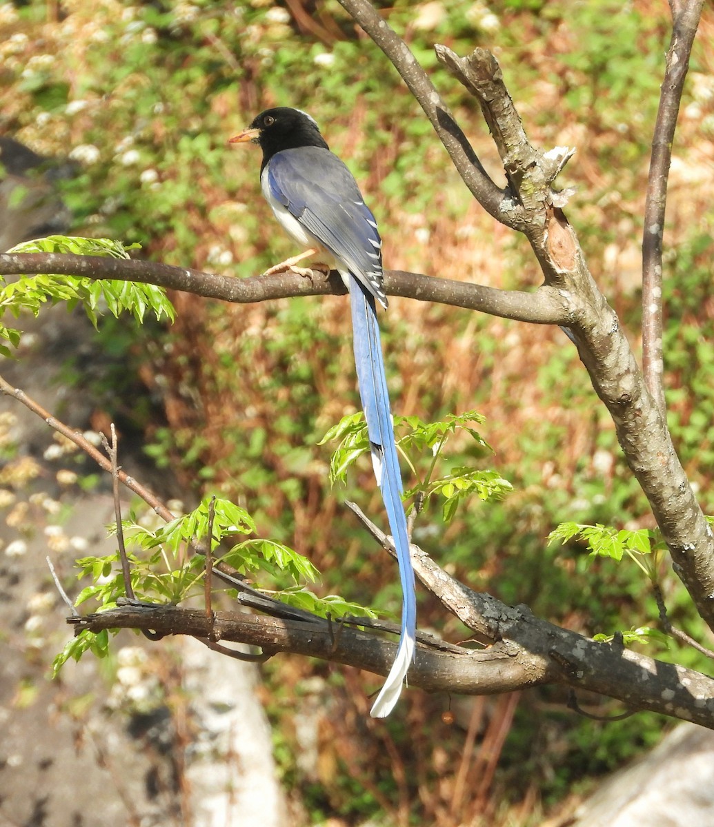 Yellow-billed Blue-Magpie - ML576178911