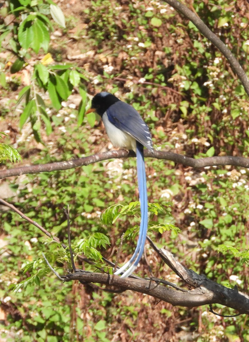 Yellow-billed Blue-Magpie - ML576178921