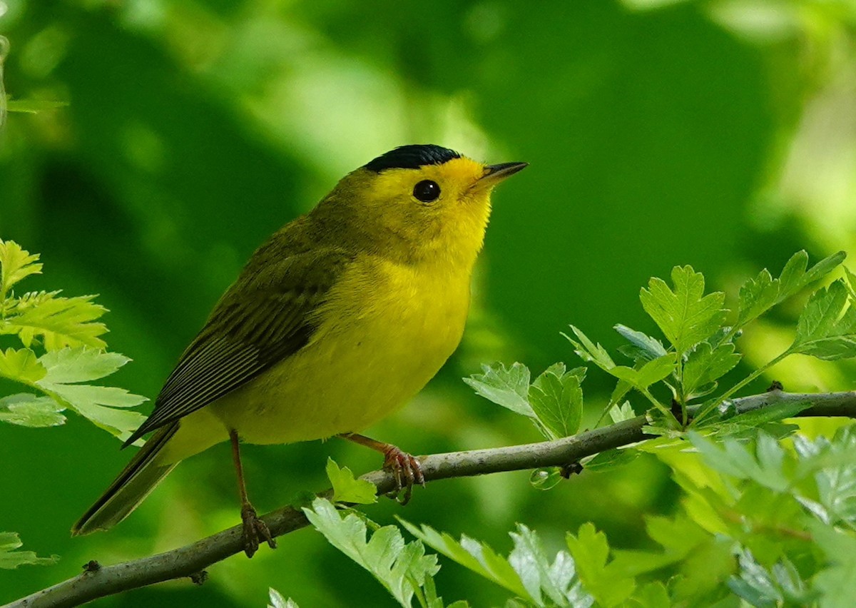 Wilson's Warbler - ML576179761