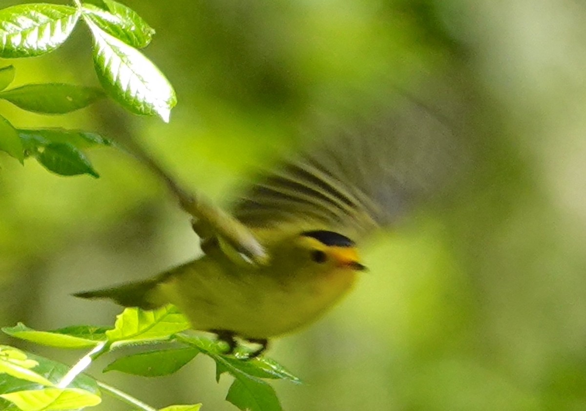 Wilson's Warbler - ML576179811