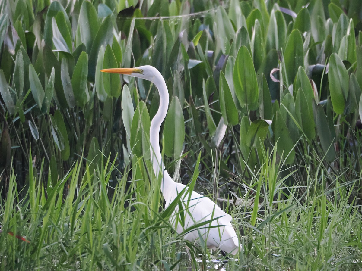 Great Egret - ML576180011