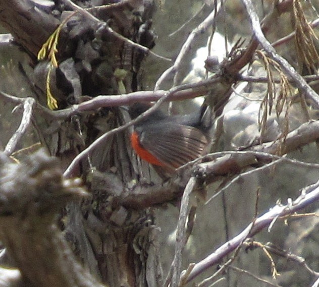 Slate-throated Redstart - ML576181061