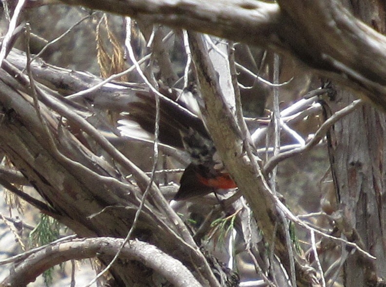 Slate-throated Redstart - ML576181091