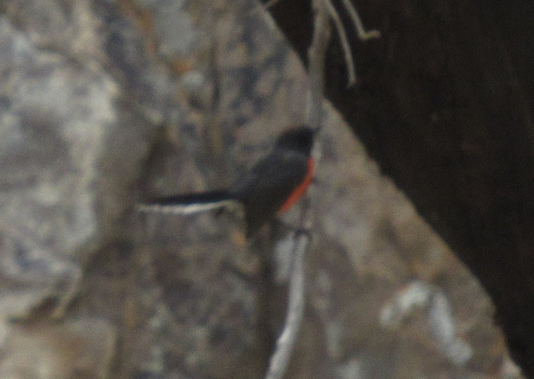 Slate-throated Redstart - ML576181141