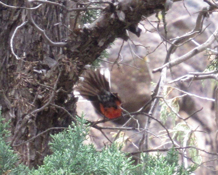 Slate-throated Redstart - ML576181151