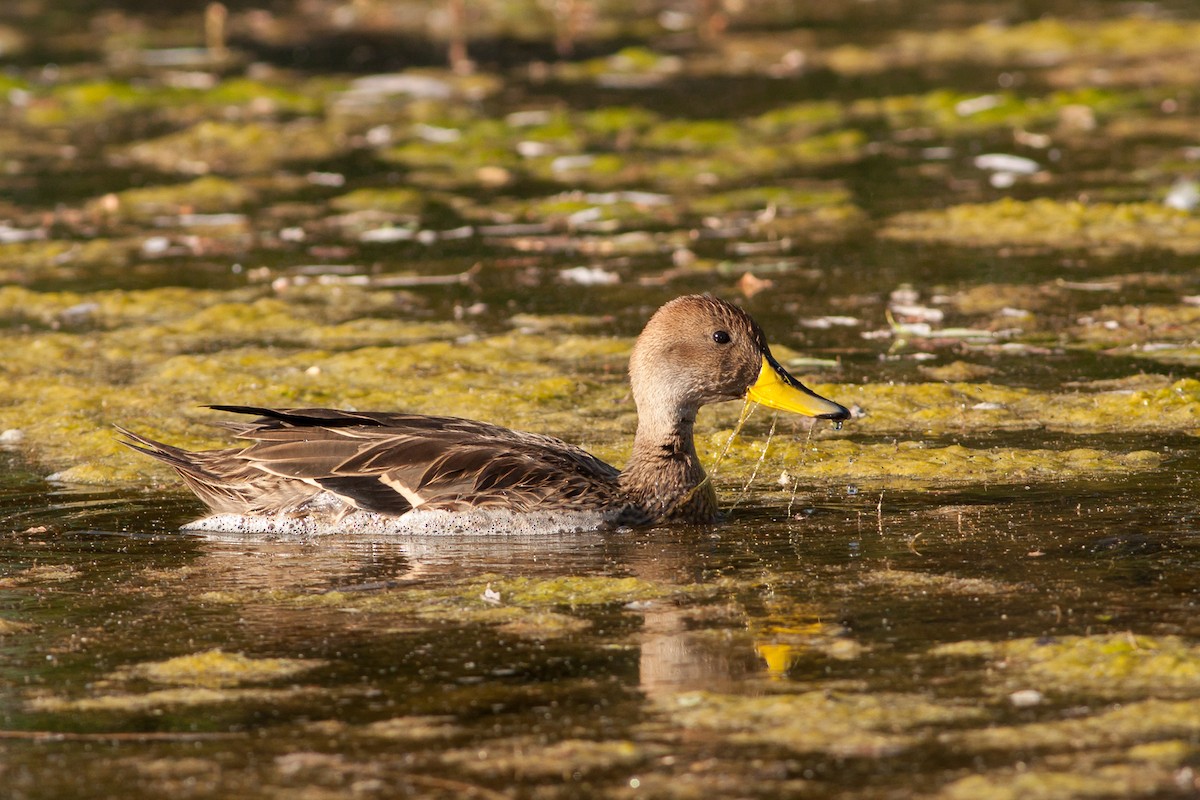 Yellow-billed Pintail (South American) - Ariel Cabrera Foix