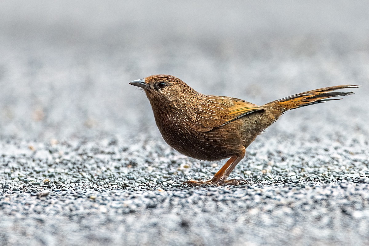 Bhutan Laughingthrush - Balaji P B