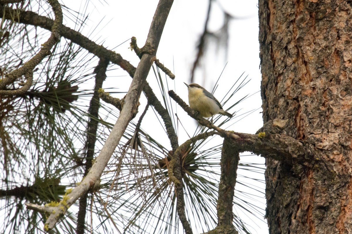 Pygmy Nuthatch - ML576186021