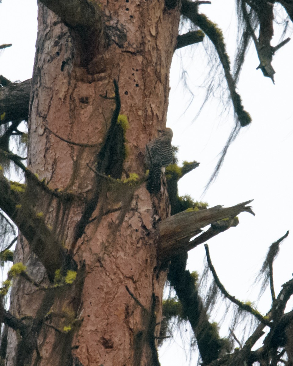 Williamson's Sapsucker - ML576186161