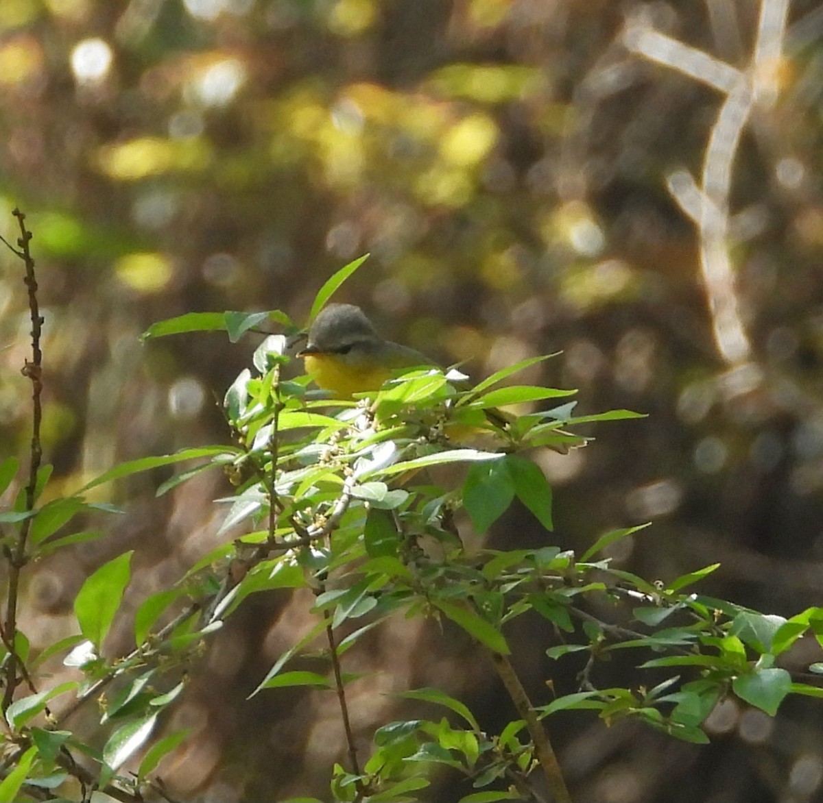 Gray-headed Canary-Flycatcher - ML576186621