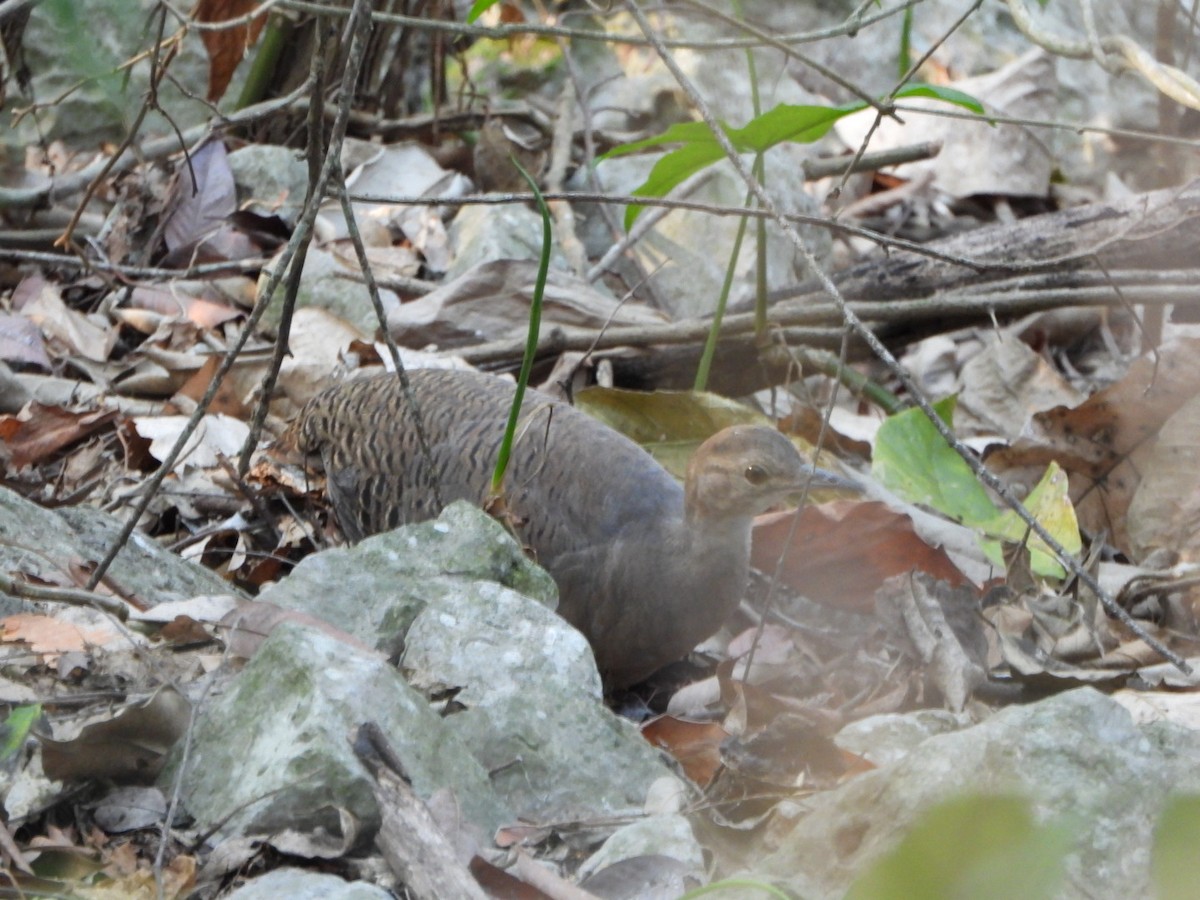 Thicket Tinamou - michael carmody