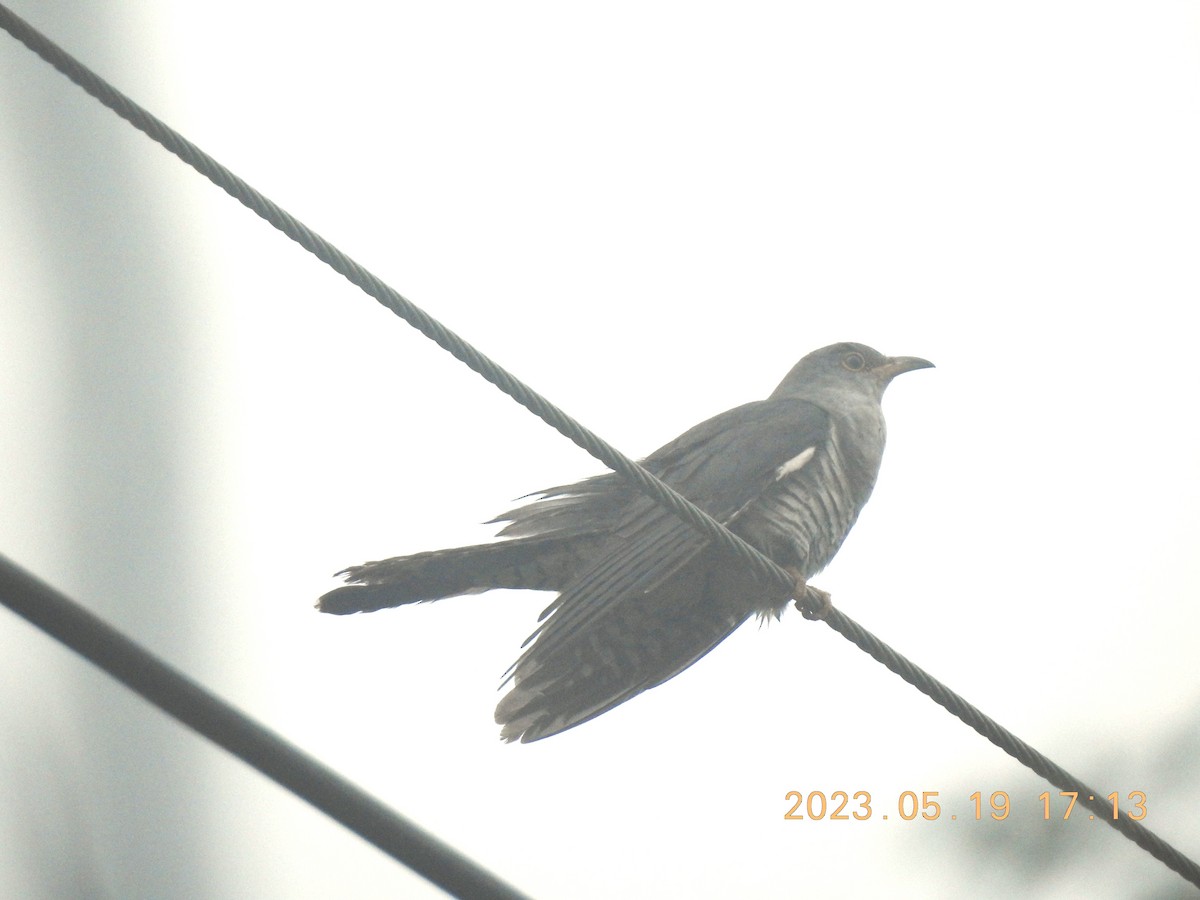 Oriental Cuckoo - ML576188611