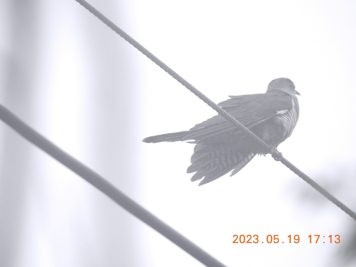 Oriental Cuckoo - ML576188621