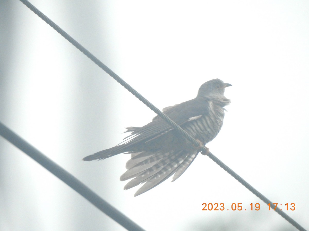 Oriental Cuckoo - ML576188641