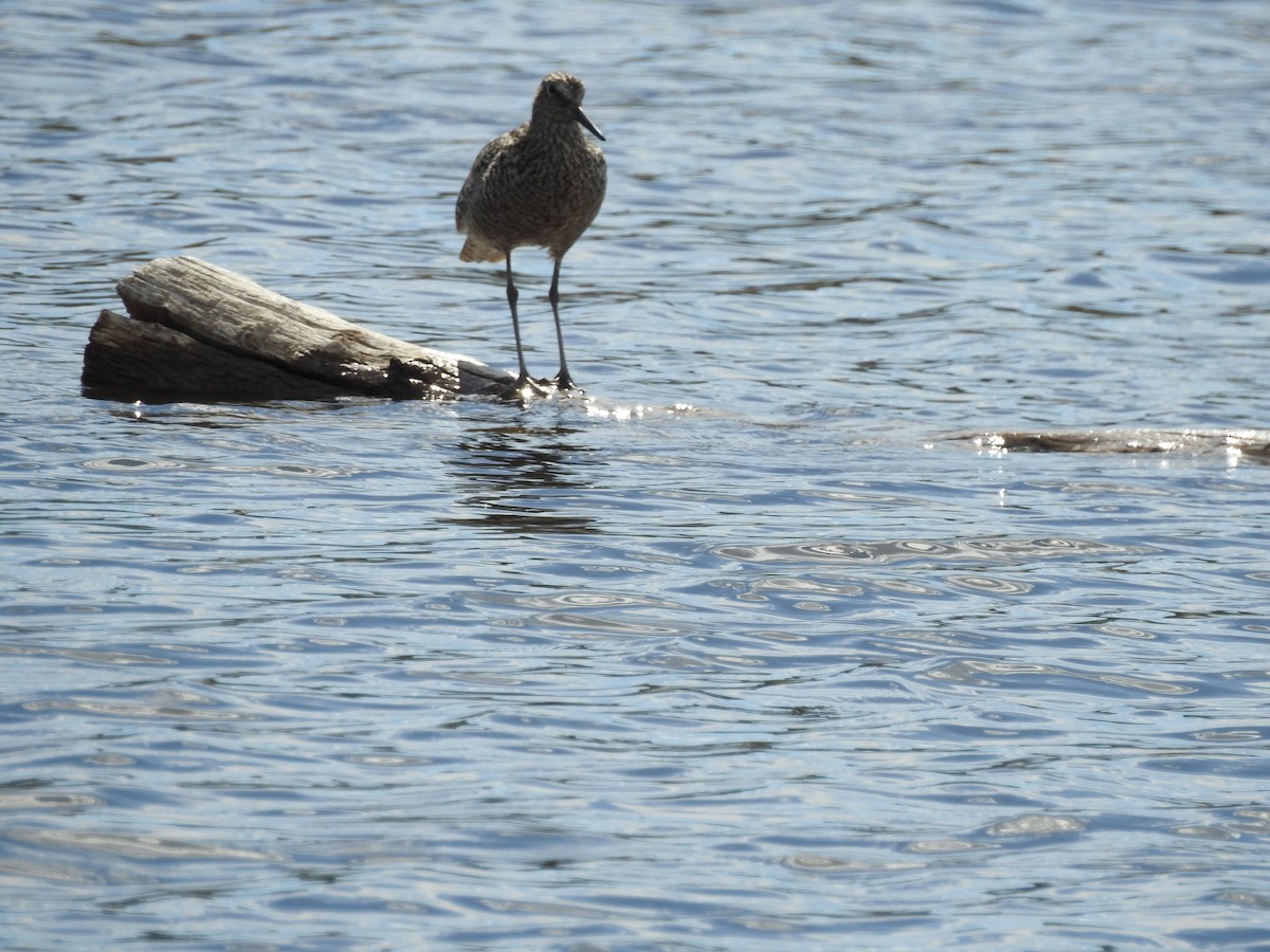 Willet - Patrick Gearin