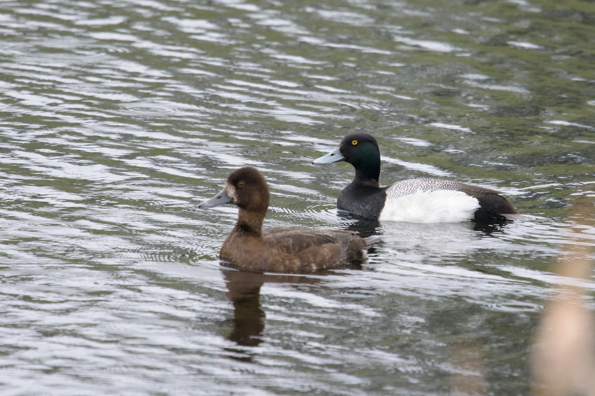 Greater Scaup - ML576189591