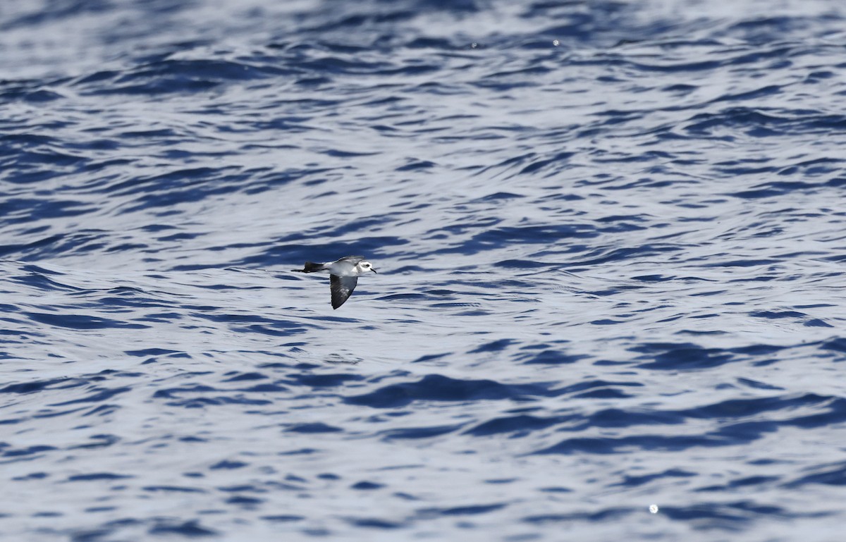 White-faced Storm-Petrel - ML576189671