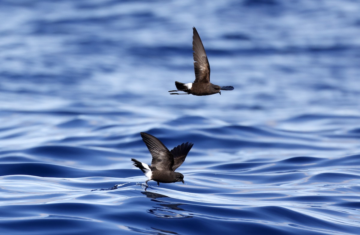 Wilson's Storm-Petrel - ML576189841