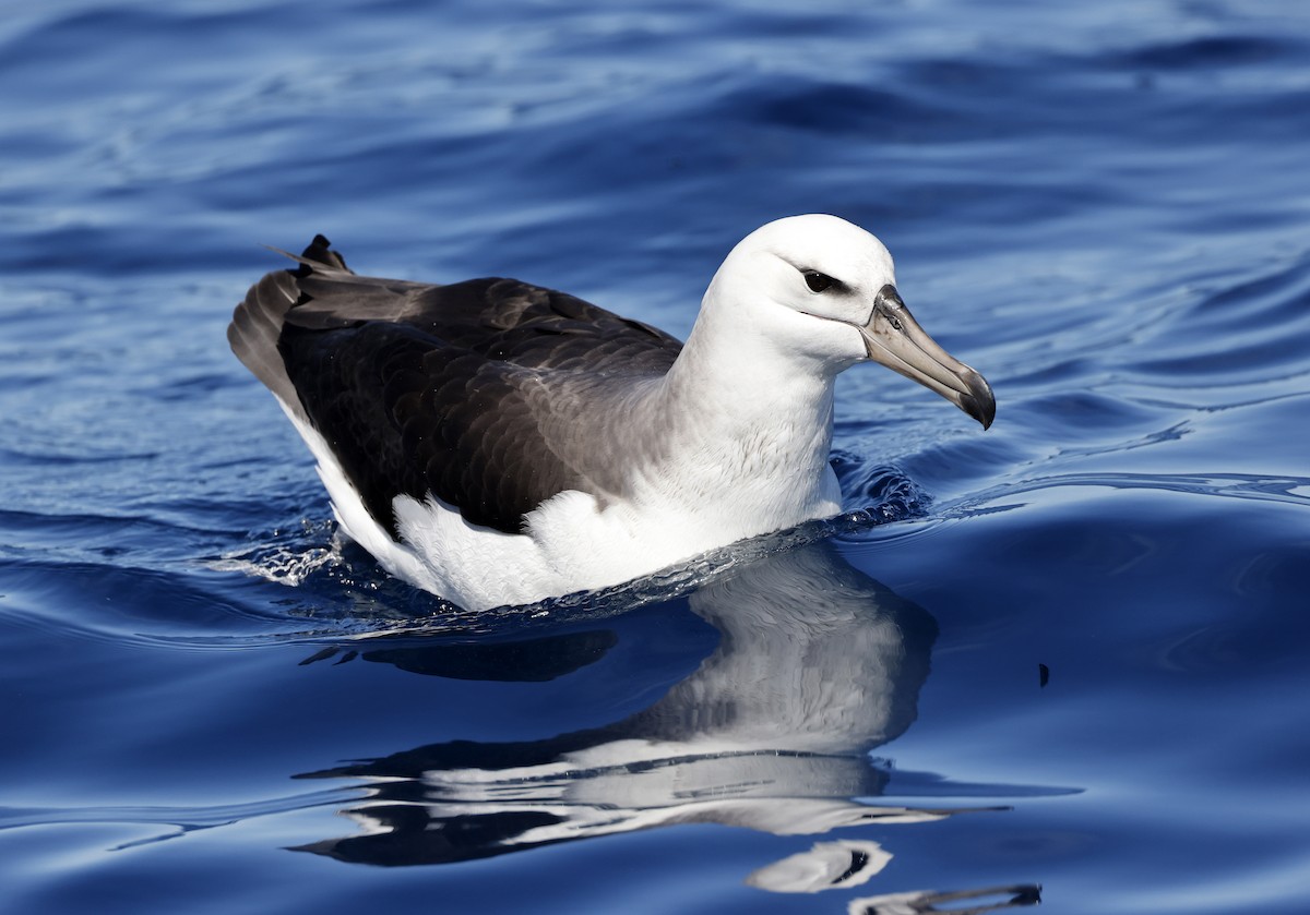 Black-browed Albatross - Stuart Kelly