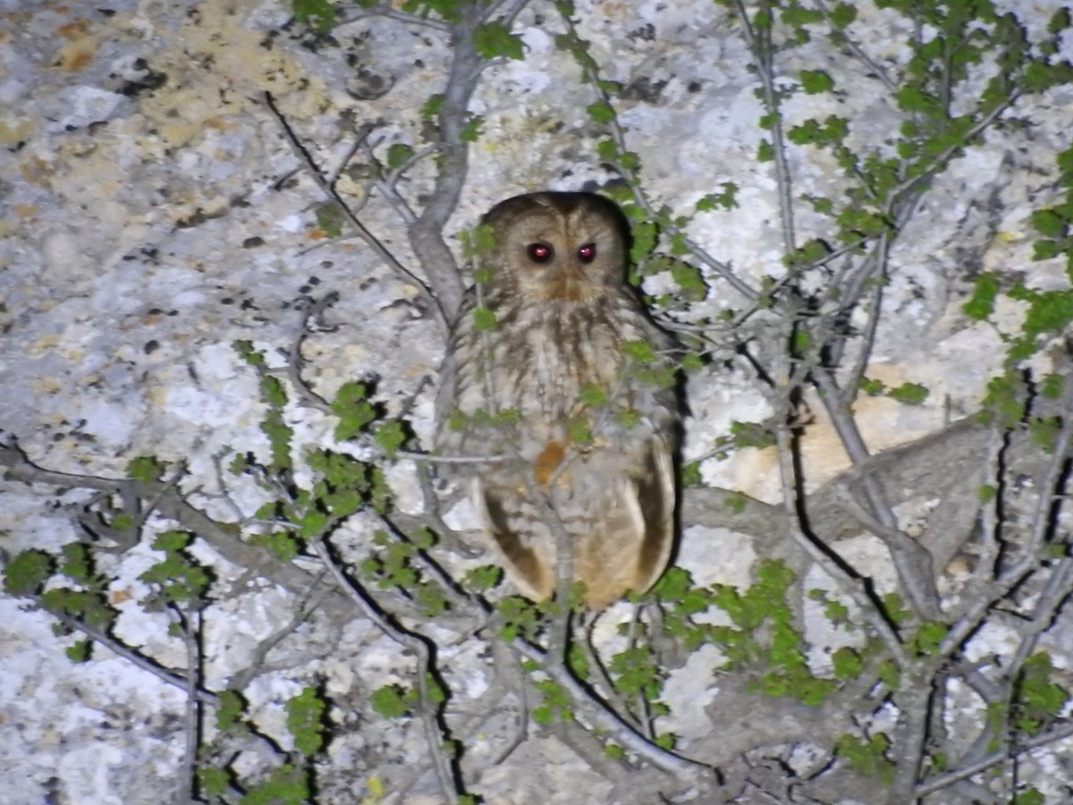 Tawny Owl - ML576190431