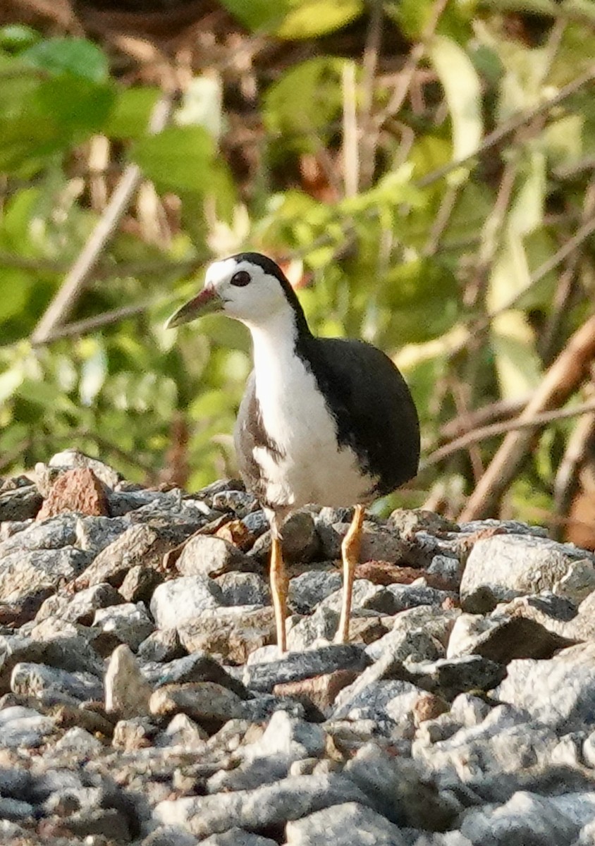 White-breasted Waterhen - ML576191981