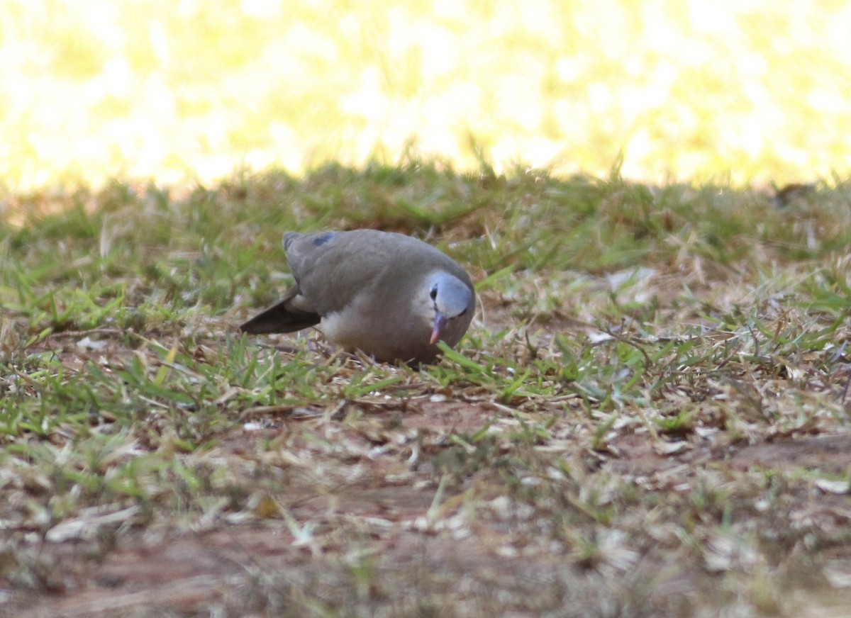 Blue-spotted Wood-Dove - ML576194311