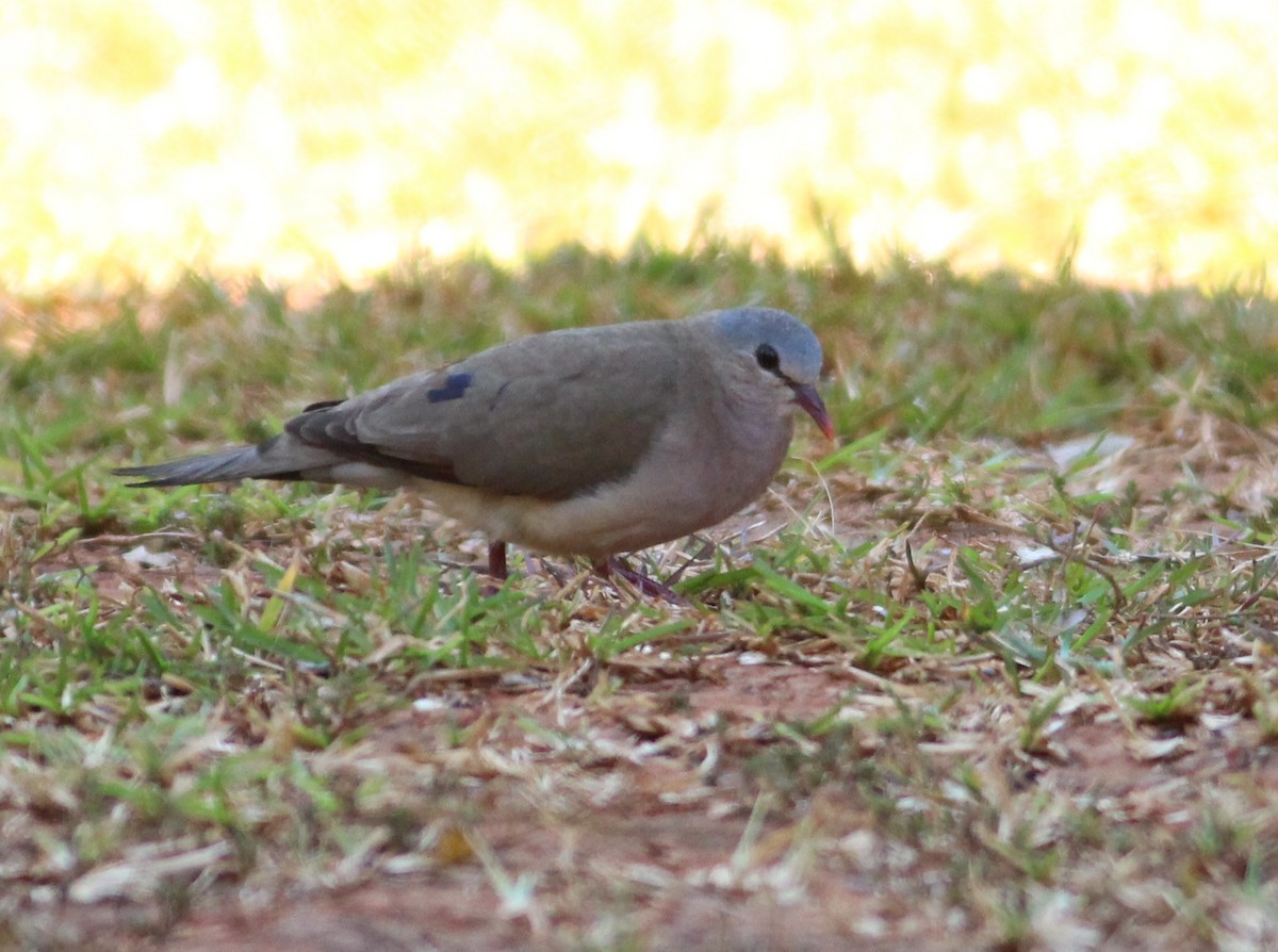 Blue-spotted Wood-Dove - ML576194321