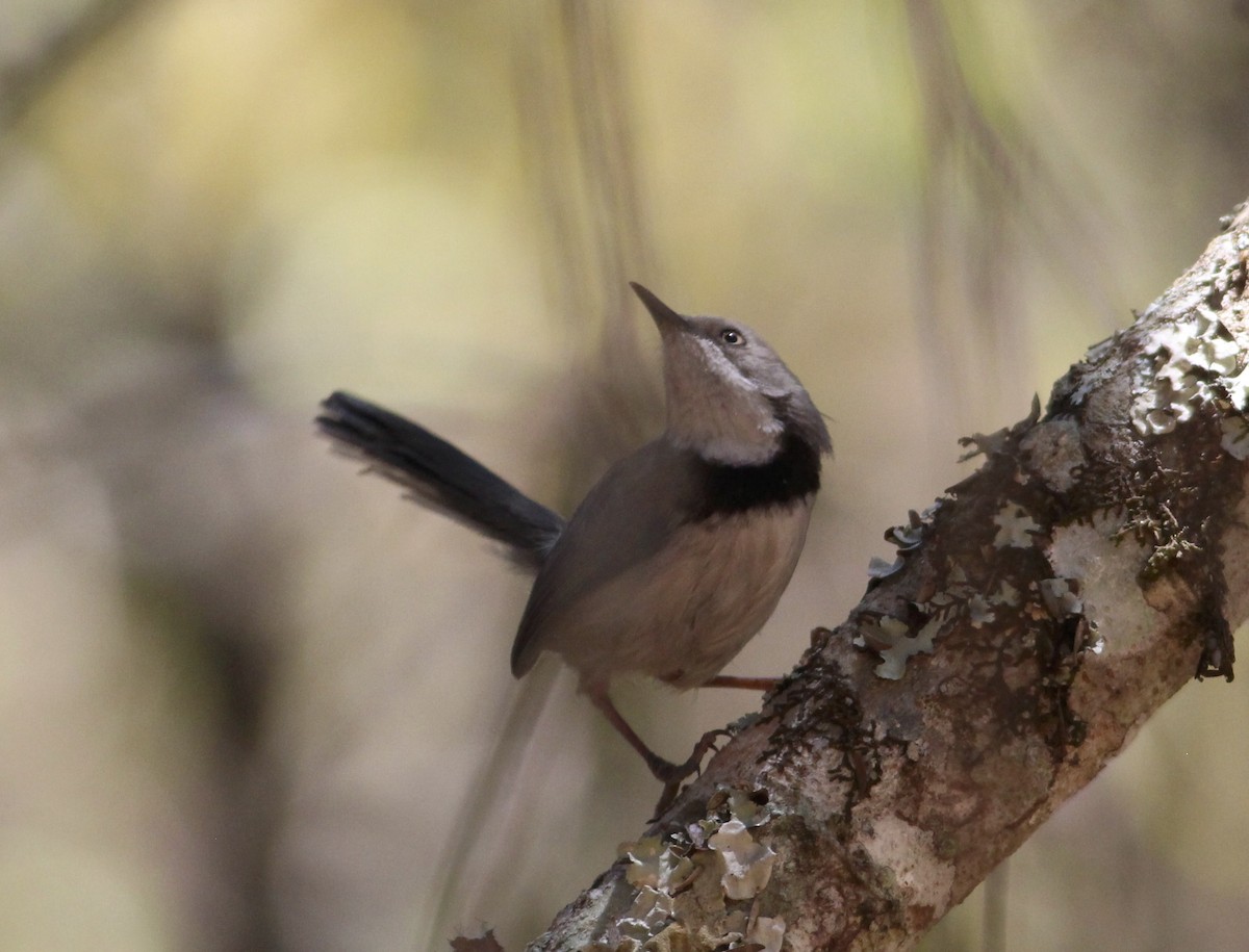 Bar-throated Apalis - ML576194481