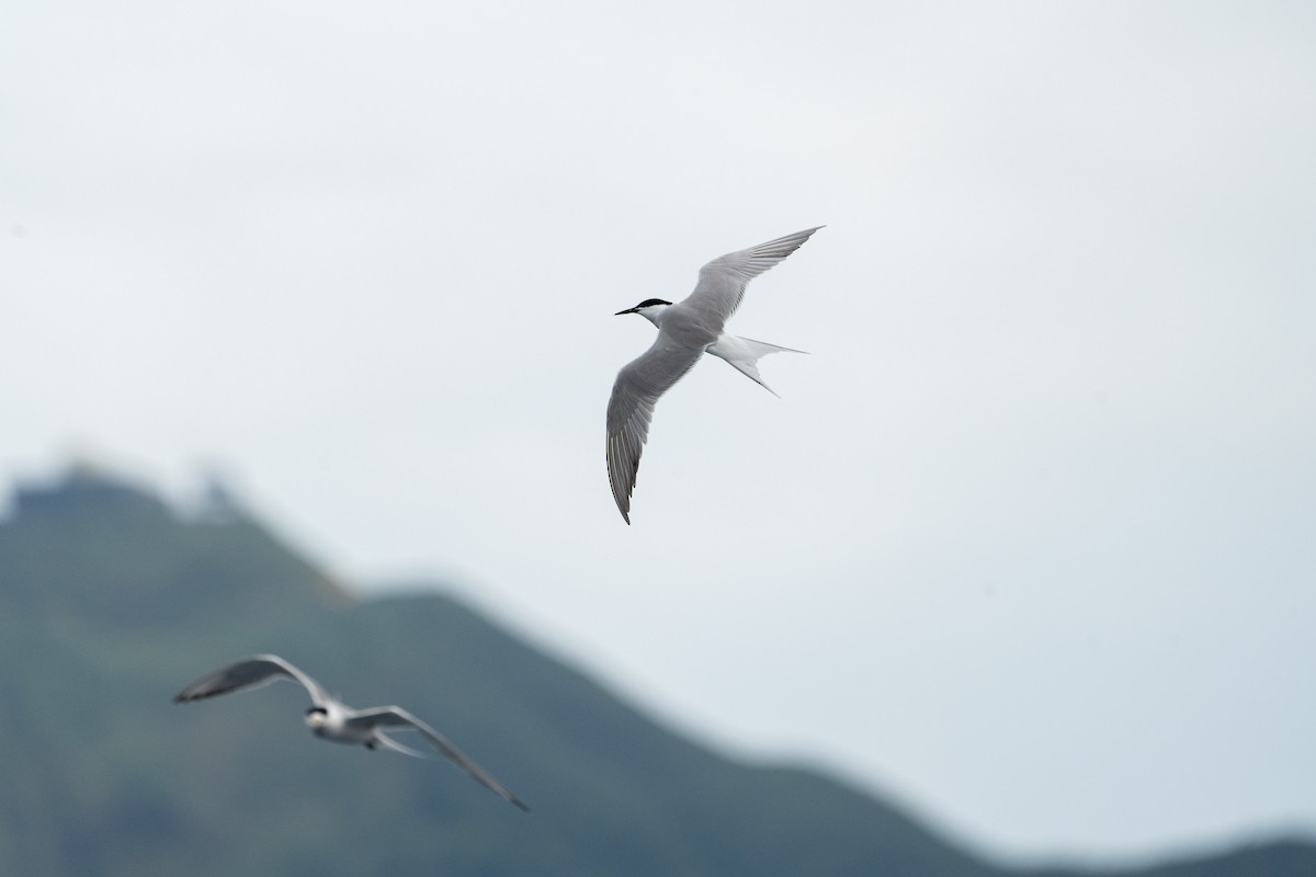 Common Tern - ML576194641