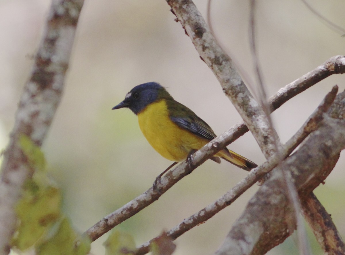 White-starred Robin - ML576194701