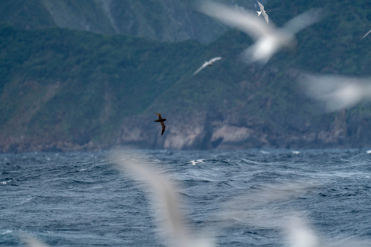 Short-tailed Shearwater - ML576194811