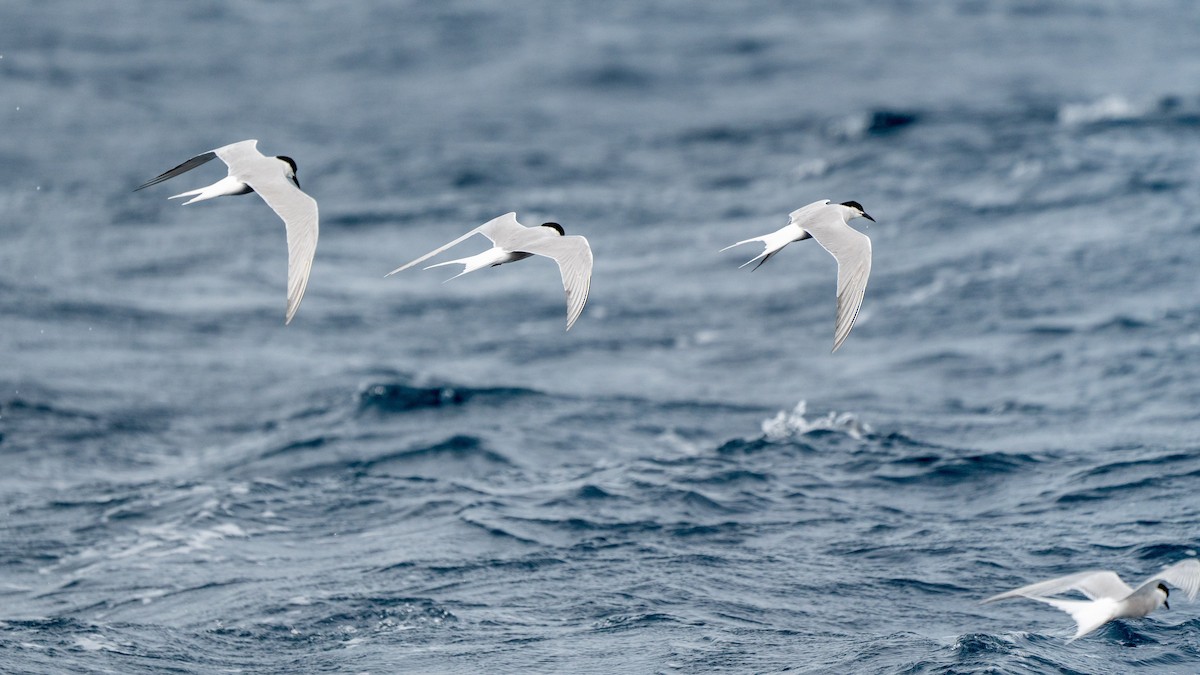 Common Tern - ML576194851