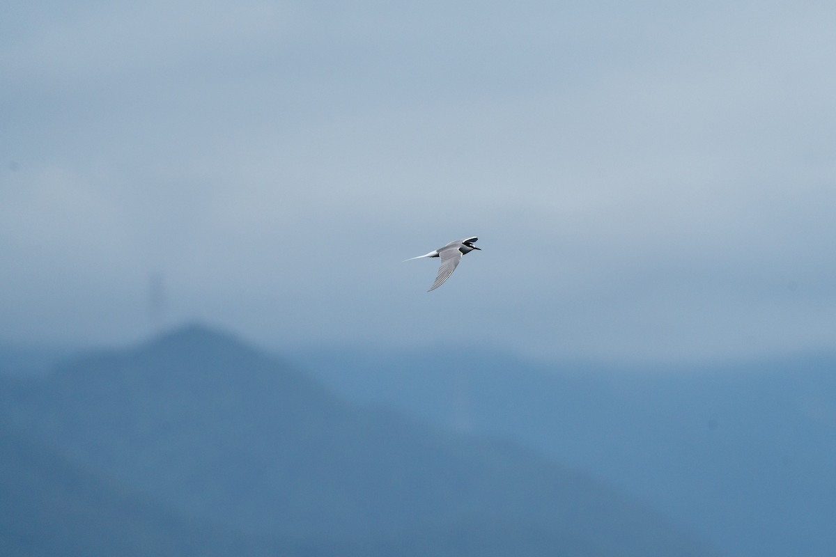 Aleutian Tern - 智偉(Chih-Wei) 張(Chang)