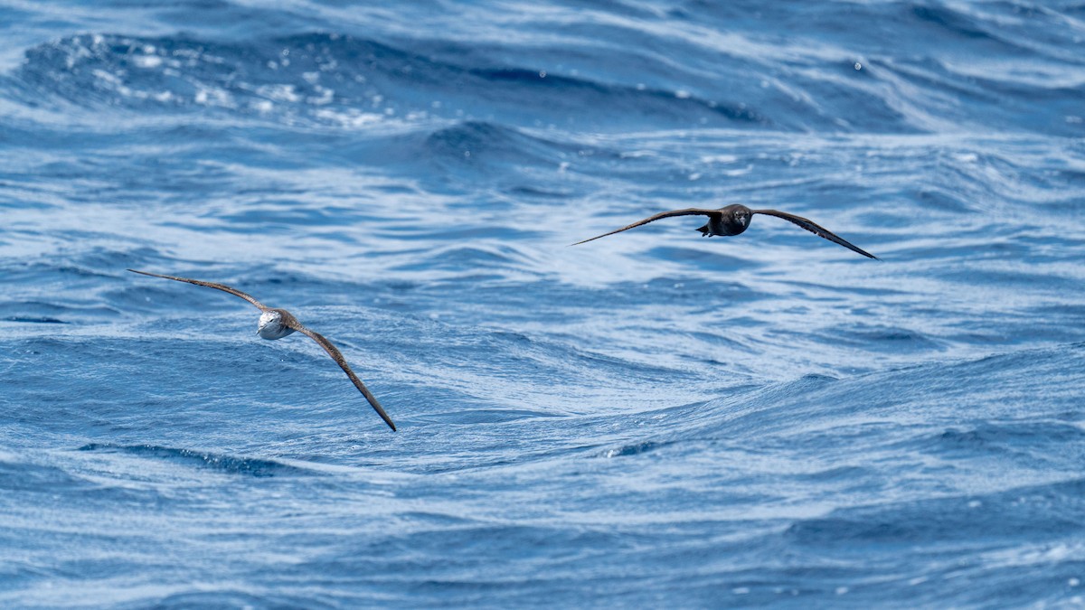 Short-tailed Shearwater - ML576195321