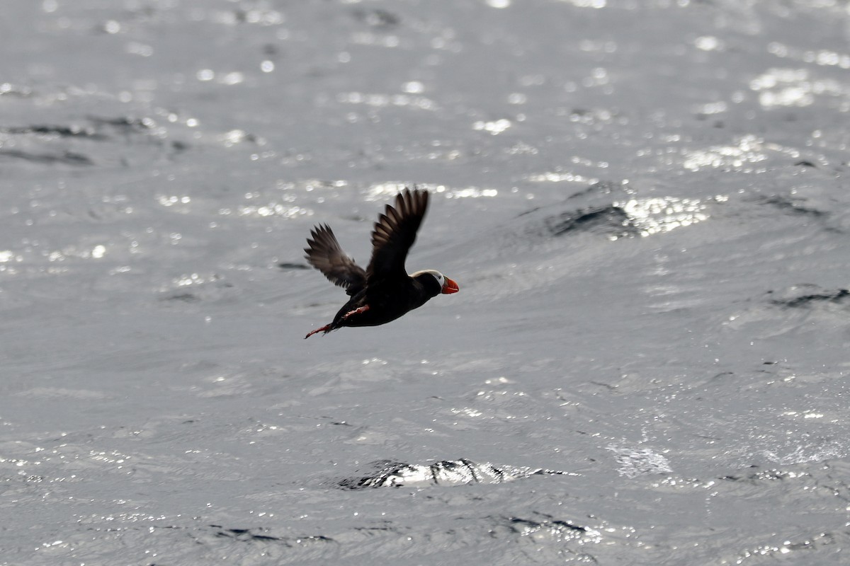 Tufted Puffin - ML576197861