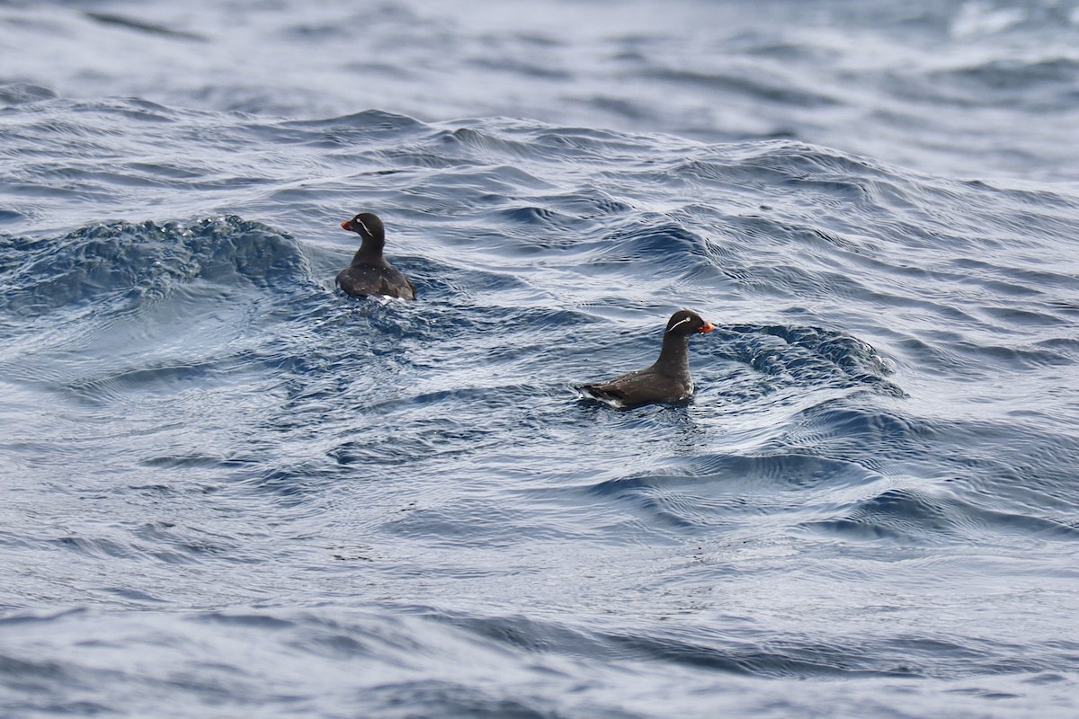 Parakeet Auklet - Amanda Damin