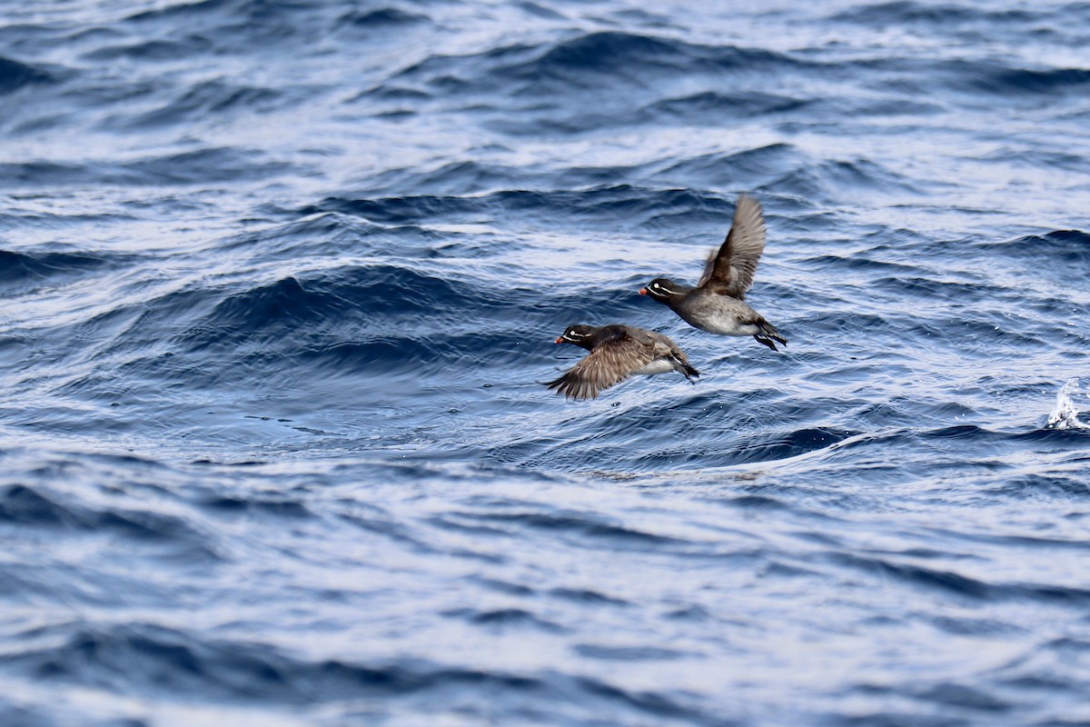 Whiskered Auklet - ML576198771