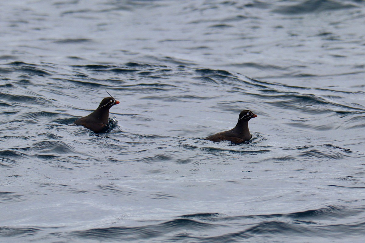 Whiskered Auklet - ML576198971