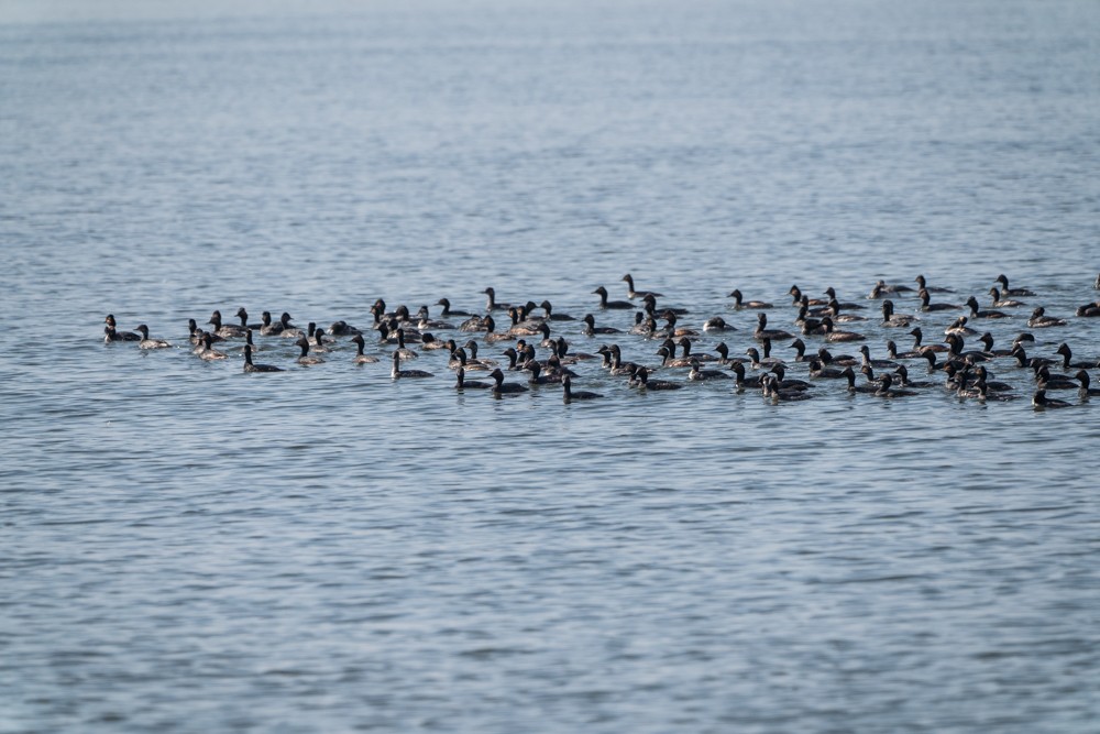 Eared Grebe - SEIKO MURAYAMA