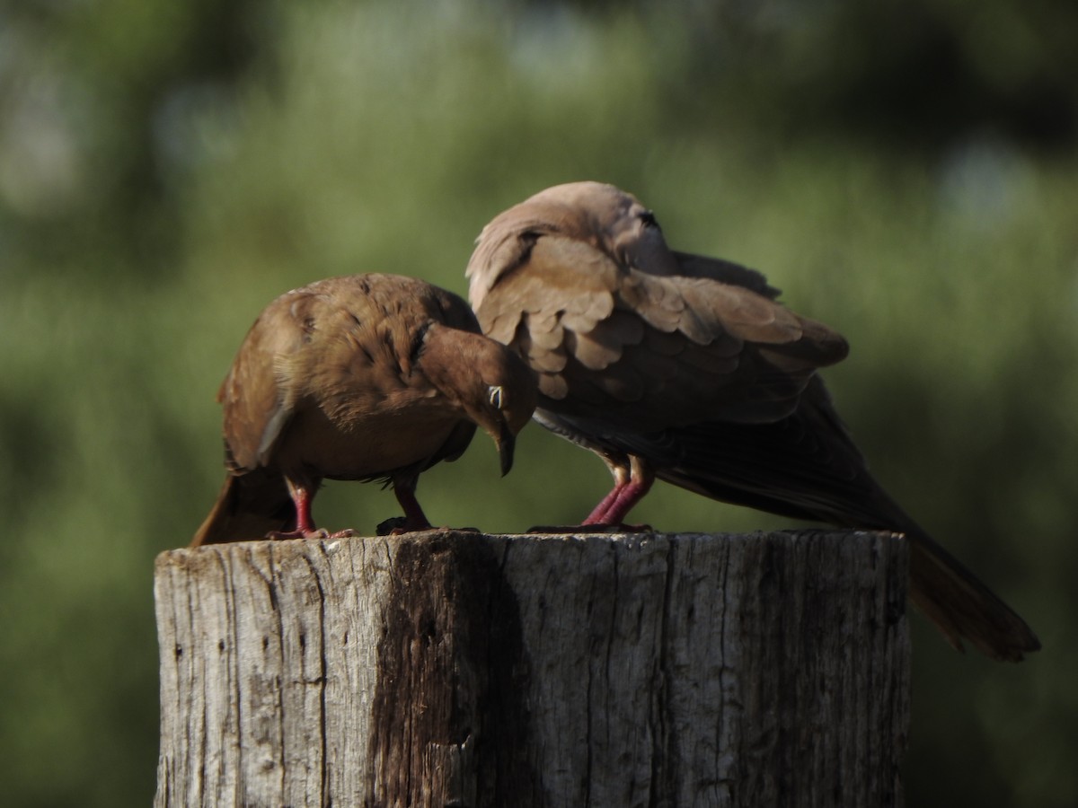 Eurasian Collared-Dove x Mourning Dove (hybrid) - Karen McClure